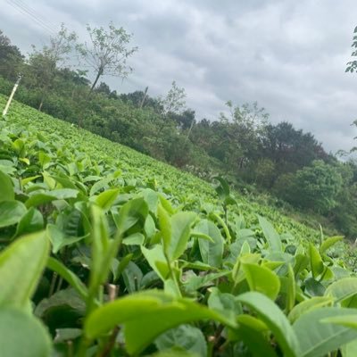 Profile Picture of Iris Xu (@Irisxu66182287) on Twitter