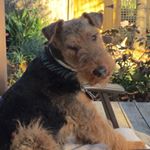 Profile Picture of Geoffrey Hawkins (@ghawk_welshie) on Instagram