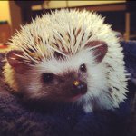 Neville Quilliam - Instagram Profile Picture of Neville Quilliam (@nevillethehedgehog) on Instagram