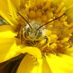 Profile Picture of Lori Weidenhammer (@beespeaker) on Instagram