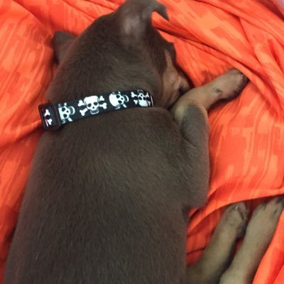 Profile Picture of Caleb Schindler (@CB_FTW) on Twitter