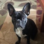 Profile Picture of Sky Davis-Teran (@sky_the_frenchton) on Instagram