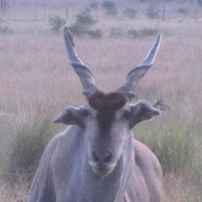 Ian Duckworth - Twitter Profile Picture of Ian Duckworth (@ian_ducks) on Twitter