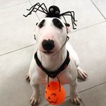 Profile Picture of Pandora e Mark Bull Terriers (@bullterrierpandoraa) on Instagram