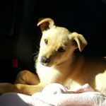 Profile Picture of Candy Keys (@candy_the_baby_kelpie) on Instagram