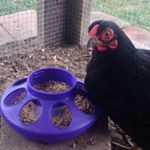 Profile Picture of Darren Brimson (@darrenbrimson) on Instagram