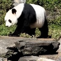 Panda6 - Twitter Profile Picture of Panda6 (@ScottParmenter4) on Twitter