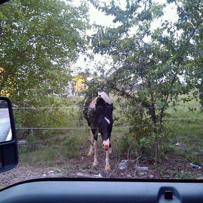 Profile Picture of Mike Galo (@mikeggalo) on Twitter