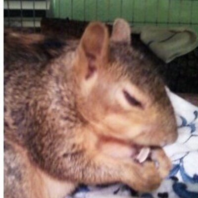 Profile Picture of Nadine Adams (@basil4fun) on Twitter