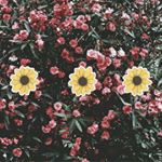 Profile Picture of Sama Lamin (@sama__lamin08) on Instagram