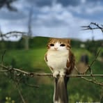 Profile Picture of Johannes Jõerand (@Johannes-Jõerand) on Facebook