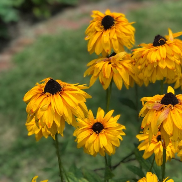 Profile Picture of Dodie Cordwell (@billsgirl21) on Poshmark