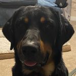 Profile Picture of Jo Shashaty (@jolasboyz) on Instagram