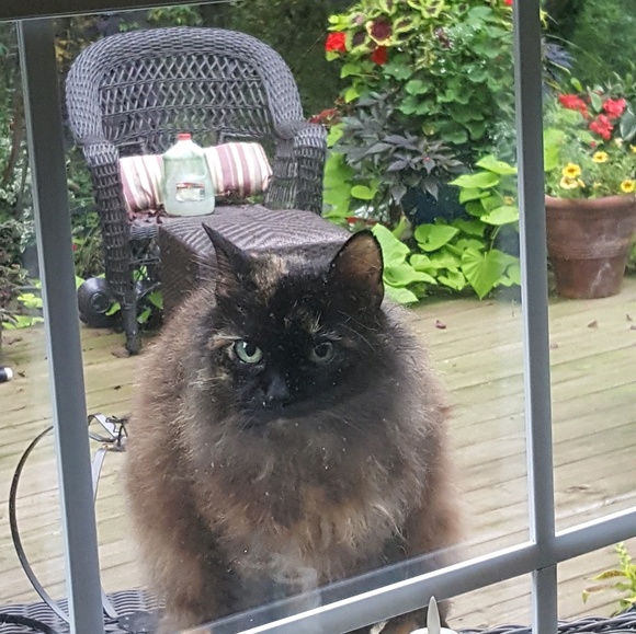 Profile Picture of Donna Amtower (@sweettea1978) on Poshmark