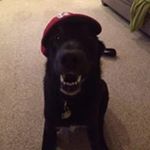 Profile Picture of Andrew Hardee (@andrewhardee) on Instagram