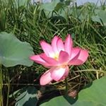 Profile Picture of Инна Ашенбреннер (@mad_len2020) on Instagram