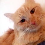 Profile Picture of Senor Julian Roary Carrot 🐈🥕 (@julianthecarrotcat) on Instagram