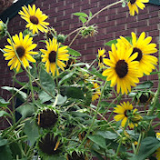 Profile Picture of Lacey Maciel (@laceydawn1993) on Youtube