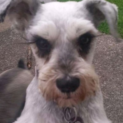 Profile Picture of Tracy Kilmer (@tracy_kilmer) on Twitter