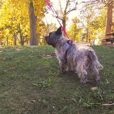 Profile Picture of Doug (ダグ) With Cairn Terrier Ella (@cairn3dogs) on Twitter