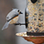 Profile Picture of Grace_joymp (@grace_joymp) on Flickr