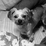 Profile Picture of Amelia Brock (@piggie_and_maggie) on Instagram