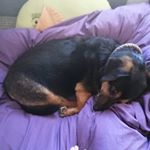 Profile Picture of Maya Warscher (@mayawarscher) on Instagram