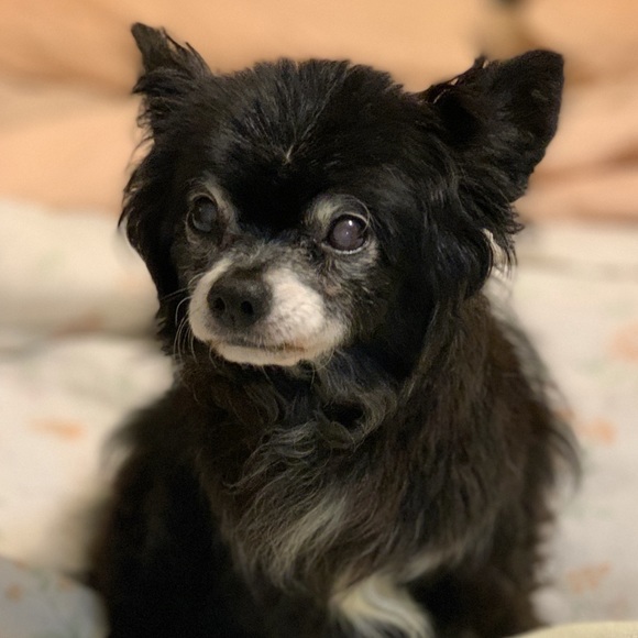 Profile Picture of Donna Godeaux (@donnagodeaux) on Poshmark