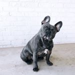 Profile Picture of Frankie Lane (@frankiethafrenchie) on Instagram