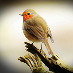 Profile Picture of David Morrison (@morrison.david333) on Flickr