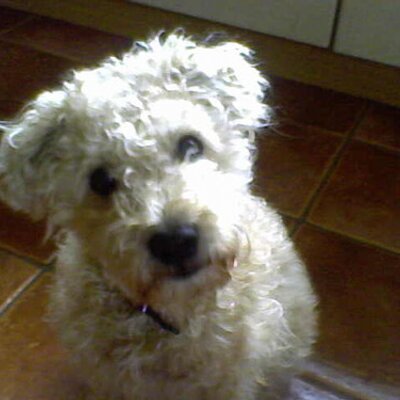 Profile Picture of Christopher Yardley (@ashdodger) on Twitter