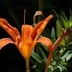 Profile Picture of Bohi Fernhurst (@kmmolc779) on Instagram