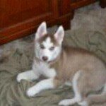 Profile Picture of Daniel Lahey (@plwkng) on Instagram