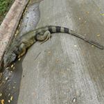 Profile Picture of Christopher Antonio (@christopher_casv) on Instagram