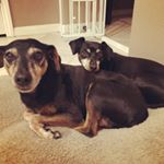 Profile Picture of Lynn Durkin Carbone (@derbydoodoo) on Instagram