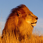 Profile Picture of N'charallah  Jasper (@shali_334) on Flickr