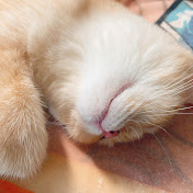 Profile Picture of Lorraine Lee (@LorraineLee-CatLoverShareLife) on Youtube