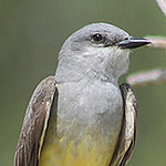 Profile Picture of Kevin Ebert (@birdingkid) on Flickr