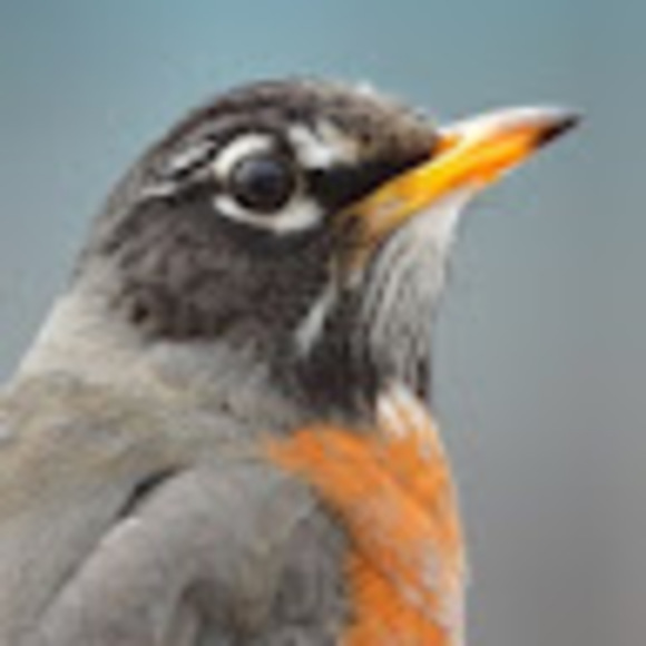 Profile Picture of Stephanos Fikru (@percybeatset) on Poshmark