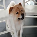 Profile Picture of Chester Neo Chow Chow (@chesterneochowchow) on Instagram