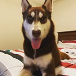 Profile Picture of Nigel Carter (@hanaxcartier) on Instagram