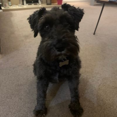 Profile Picture of Paula Huddleston (@paulahuddle) on Twitter