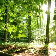 Profile Picture of Edison (@pat1116457) on Twitter