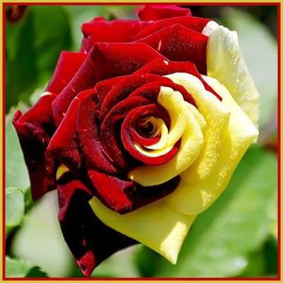 Profile Picture of Rakesh Chauhan (@rakeshchauhan03) on Twitter