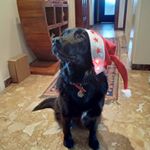 Profile Picture of greta_the_blackdog (@greta_the_blackdog) on Instagram