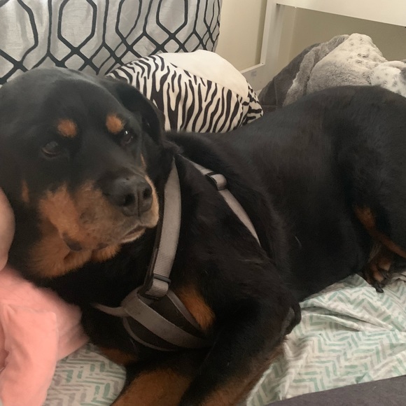 Profile Picture of Gianna Atanasio (@giannaatanasio) on Poshmark