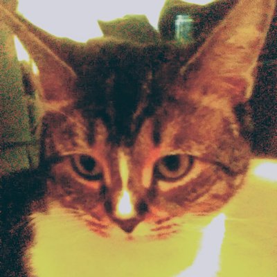 Profile Picture of Kathy Devlin (@KathyDe87911329) on Twitter