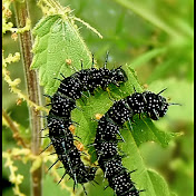 Profile Picture of Jeff Fahey (@jefffahey1741) on Youtube