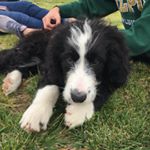 Profile Picture of Cleo Hicks (@cleo_thebernedoodle) on Instagram