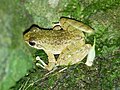Profile Picture of Amolops torrentison Wikipedia